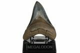 Serrated, Fossil Megalodon Tooth - Beautiful Enamel #182708-1